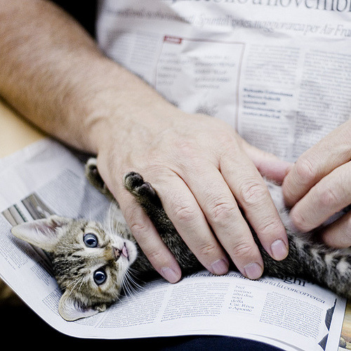 A cat from The Cat API