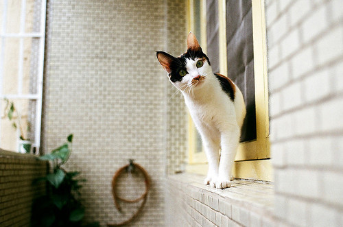 A cat from The Cat API