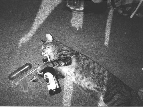 A cat from The Cat API