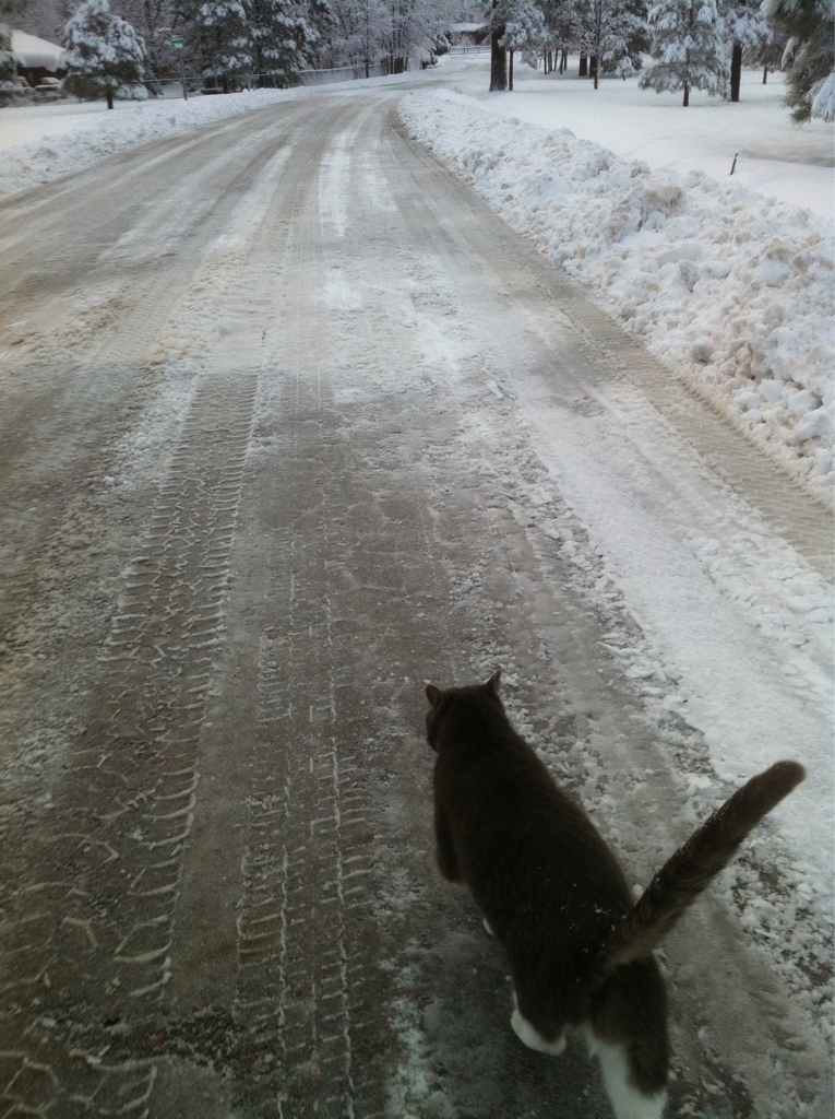 A cat from The Cat API