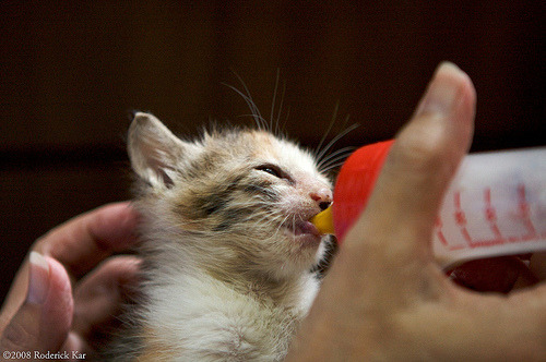 A cat from The Cat API