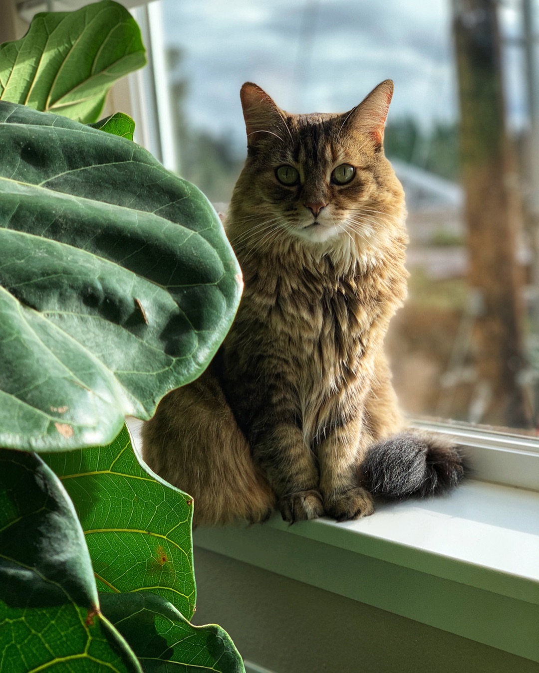 A cat from The Cat API