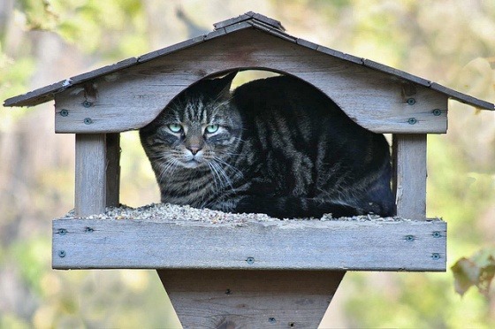 A cat from The Cat API