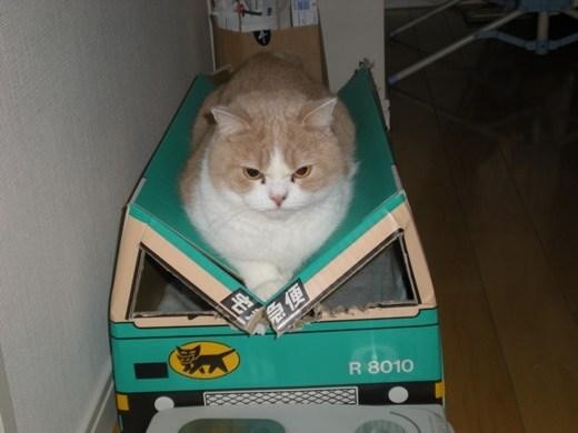 A cat from The Cat API