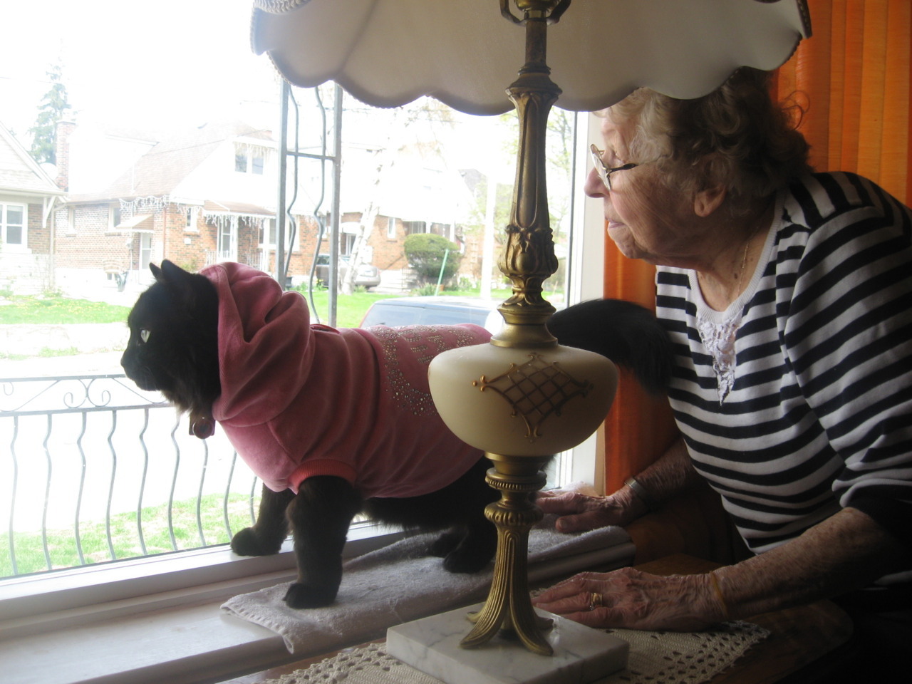 A cat from The Cat API