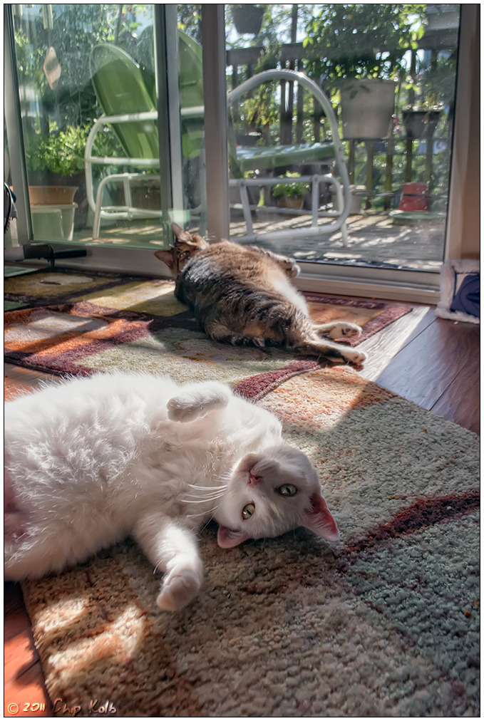 A cat from The Cat API