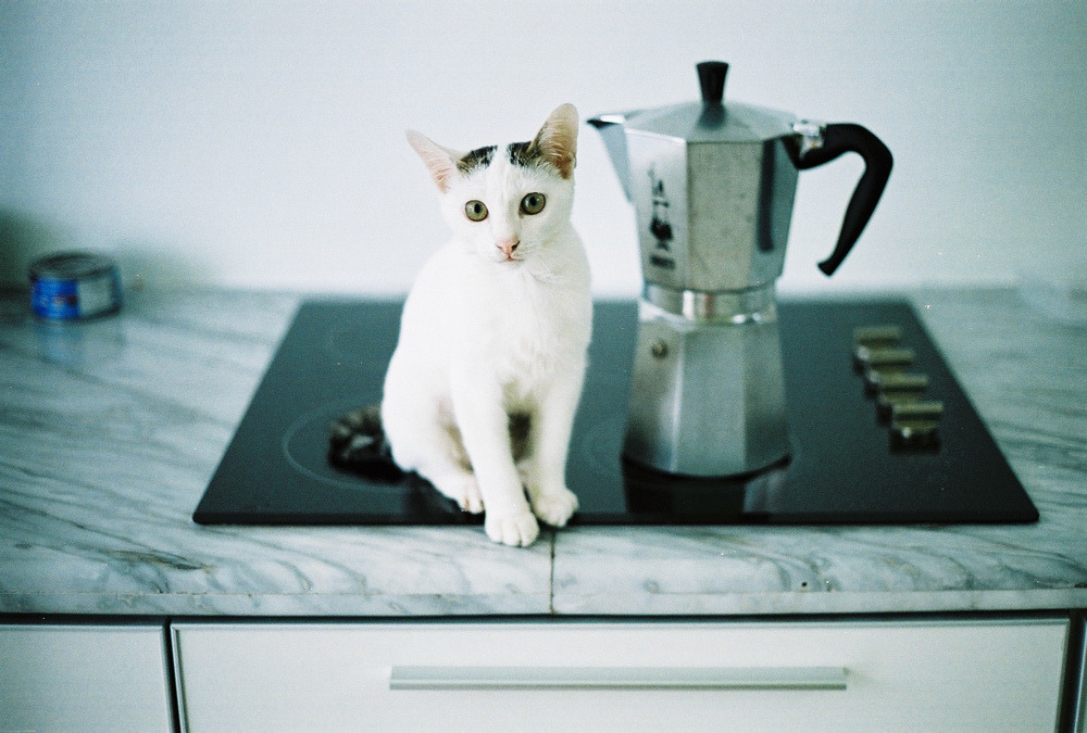 A cat from The Cat API