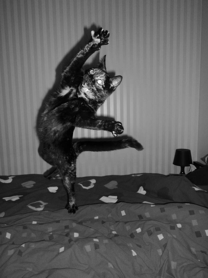 A cat from The Cat API