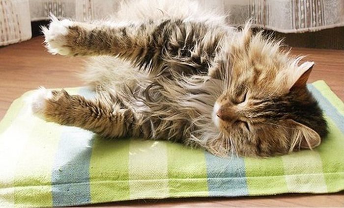 A cat from The Cat API