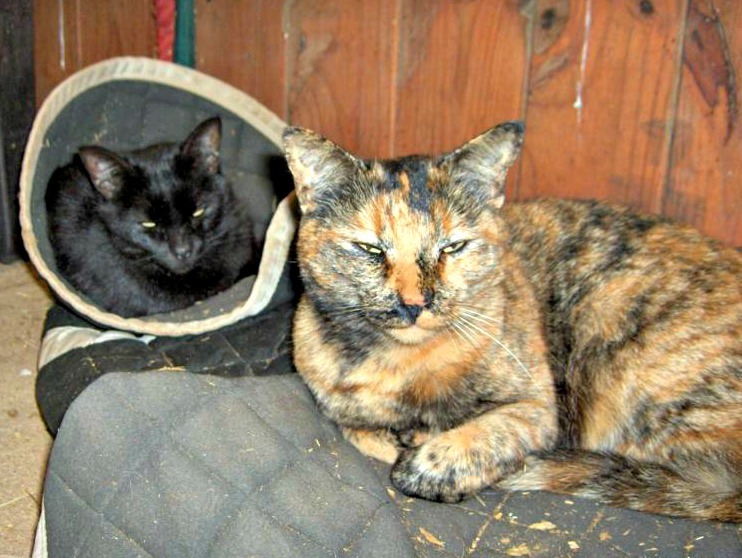 A cat from The Cat API